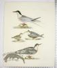 RoseateTern; Lesser Tern w/young